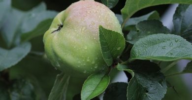 Pasning af æbletræer i potter